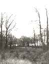 JABLONOWSKI POND 1977 - Adam Nowak