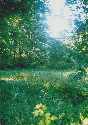 JABLONOWSKI POND 2003 - Marek Buras