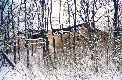 PRZYBOROW 2003 - Stanislaw Buras